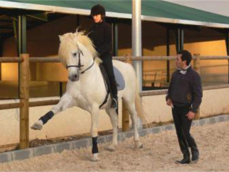 Classical Dressage in Seville